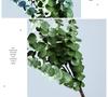 Artificial Eucalyptus Leaves for Floral Arrangements and Landscaping