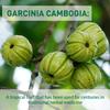 Garcinia Cambogia Burns Fat for Weight Loss, Boosts Metabolism and Suppresses Appetite