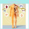 Colorful Children's Human Anatomy Skeleton Model Toy For Hands-on Learning With Diy Assembly And Clear Instruction Guide For Young Learners