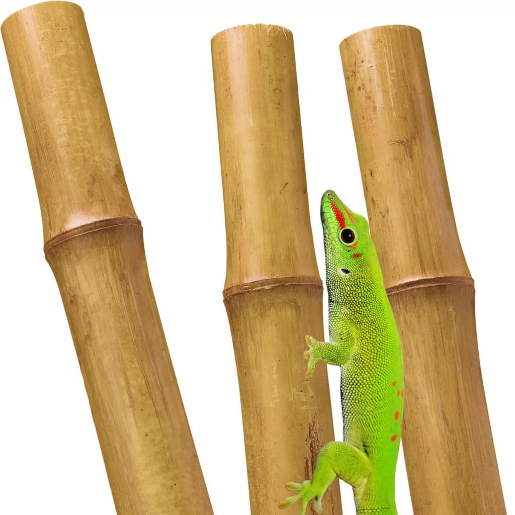 BioBamboo Stick bamboo pole 60cm 22-30mm bamboo