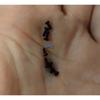 50pcs 2mm/2.5mm/3mm screws for aiwa cassette deck walkman player