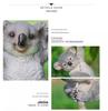 Resin Tree Hanging Animal Crafts: Koala Climbing, Panda on Swing