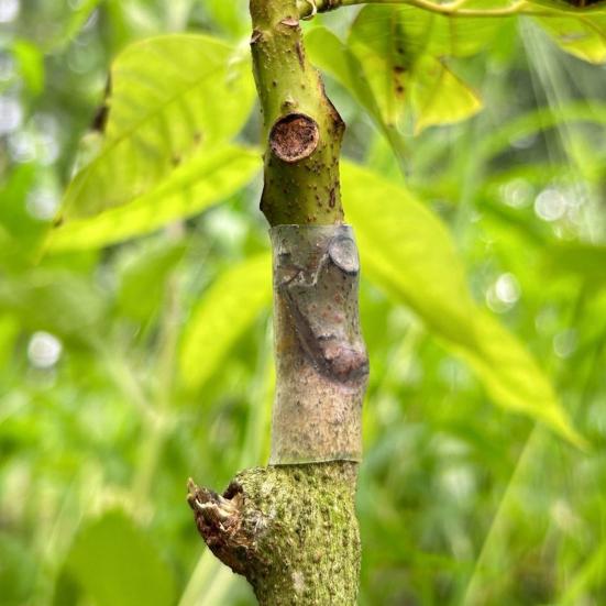 Silicone Grafting Sleeves Elastic Thin-Walled Grafting Tubes Rapid Plant Bonding Grafting Tools for Fruit Trees