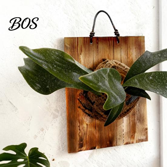 Easy Hang Plant Mount Staghorn Fern Mounting Kit Wooden Board Hanger Rustic Wall Decorative Planter for Ferns Orchids Air Plants Indoor Outdoor Decor