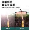 Dig Cordyceps Glasses Metal Box Gradual Change Pink Purple Lenses Anti Ultraviolet Men And Women The Same Sunglasses