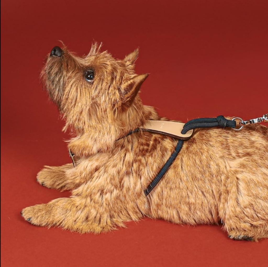 Essential Harness Dog Pet Rope Come Small Medium Large Dog Come Soft Harness All Dog Breeds [HOZI] Harness, Harness, Harness, Stylish, Soft, Washable,