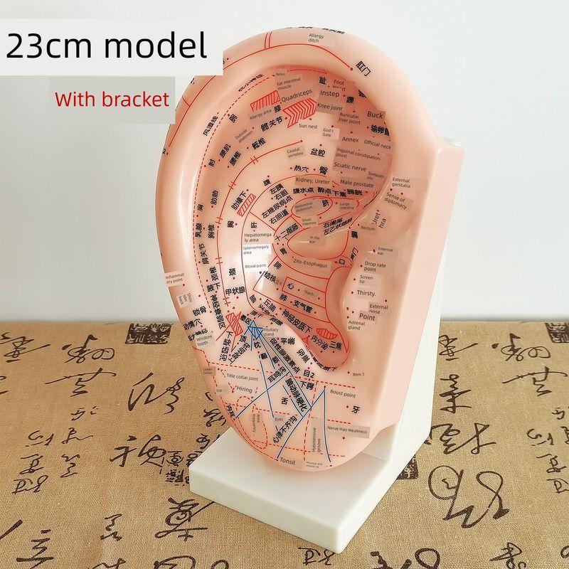 Teaching Version Auricular Points Model Multi-Acupoint Acupuncture Ear Acupuncture Model Auricular Points Mold Extra Large Ear Model with Bracket