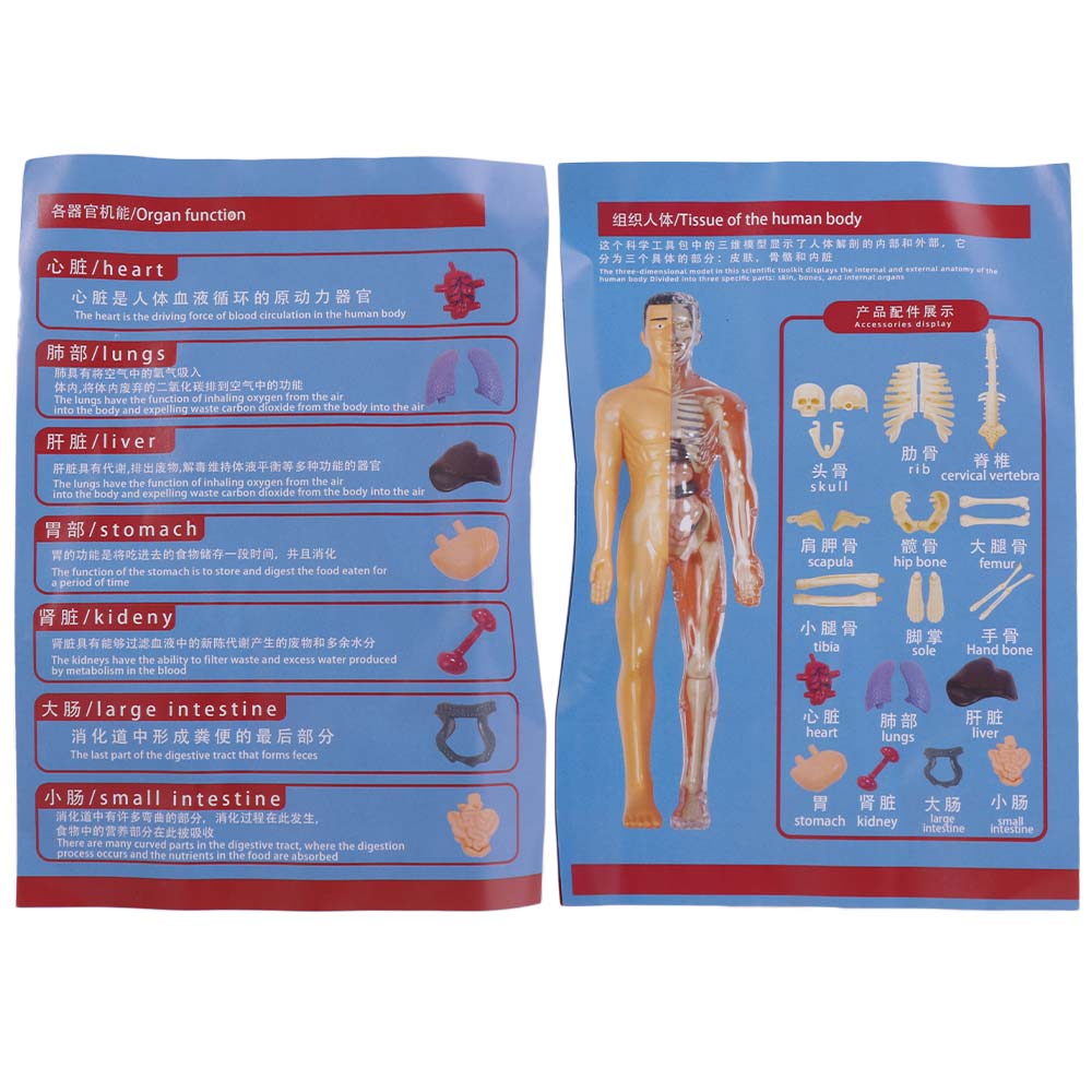 Plásticos Modelo de Torso Humano 3D Modelo de Esqueleto Infantil Transparente Regalo de Cumpleaños para Niños