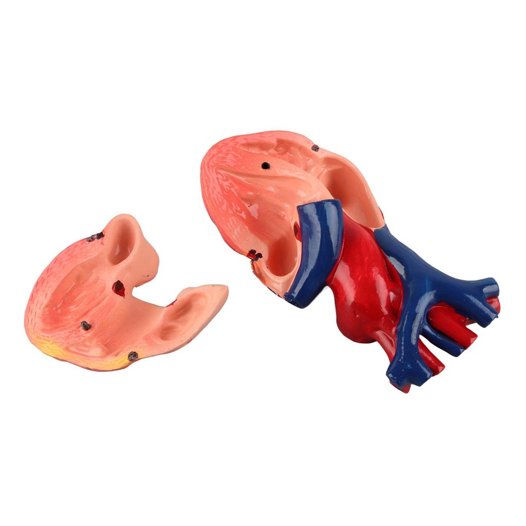 Life Size Anatomical Human Heart Model for Middle and High School Biology Teaching Tool