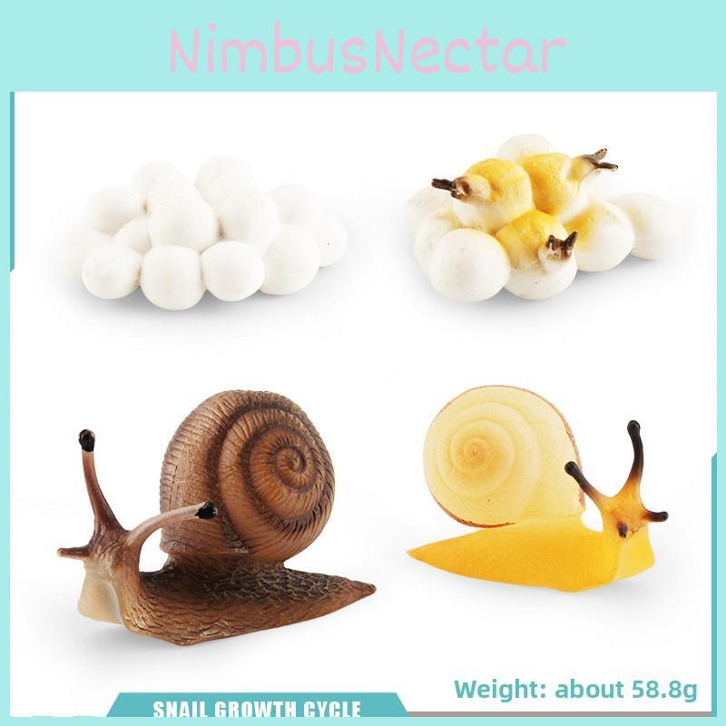 Insect Dragonflies Snails Life Cycle Model Pvc Educational Display For Science Learning