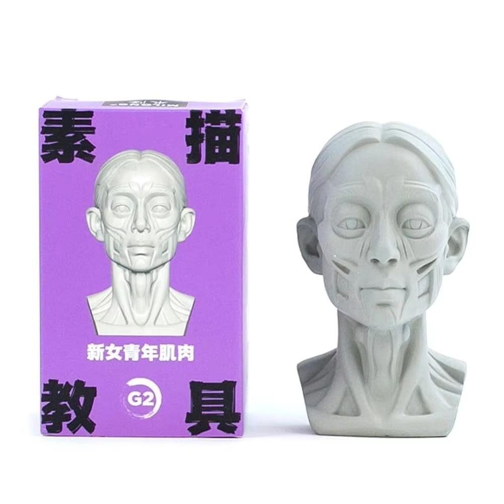 Still Life Ornament Planar Head Model Resin Skecthing Painting Sculpture  for Art Beginner