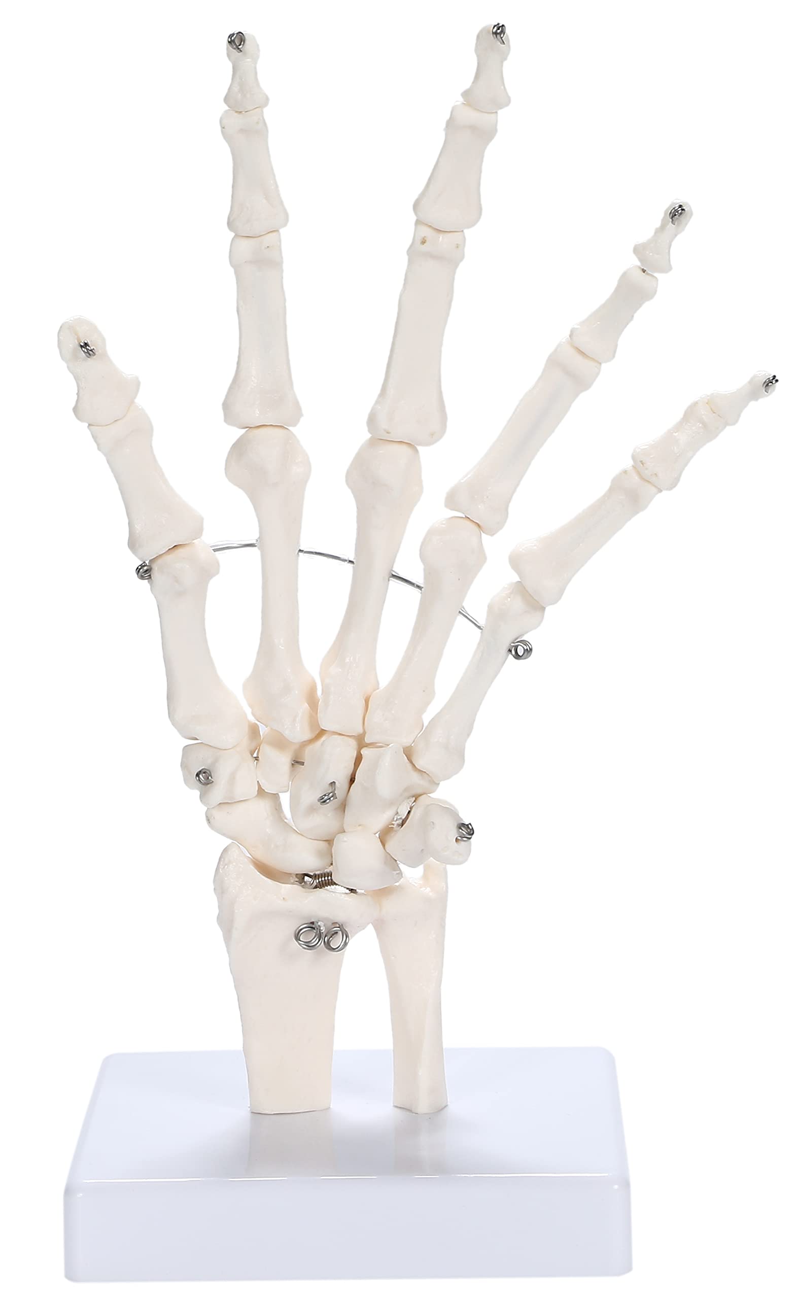 picoLab Модель скелета руки, Модель костей руки, Лучезапястный сустав, Левая рука