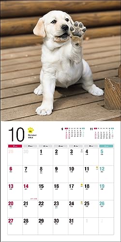 Calendrier 2024 Labrador Retriever (Calendrier Seibundo Shinkosha)