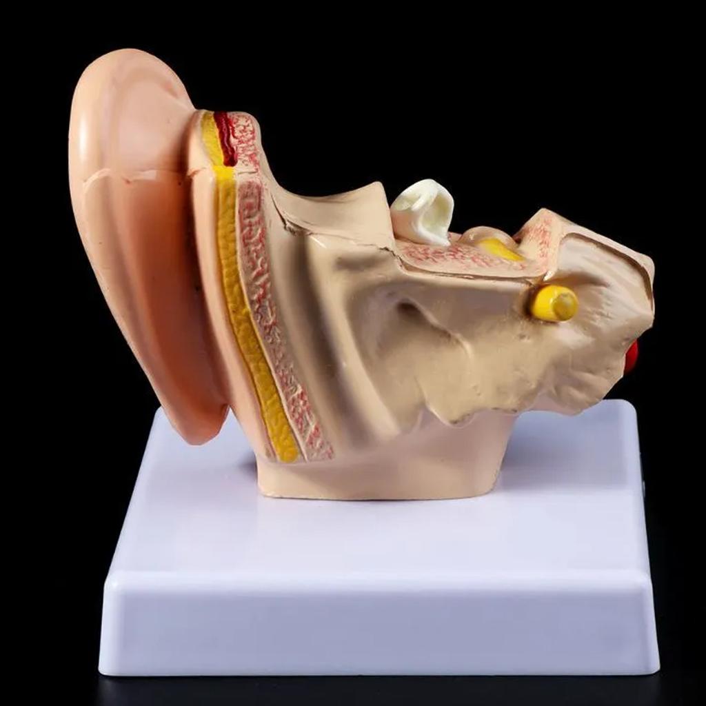 Professional Human Ear Model Anatomy PVC Plastic Anatomical Ear Model for Science Classroom Study Display
