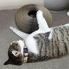 Foldable Flexible Cat Scratcher Boopz Bell-Ball for Cats Accordion Cardboard Interactive & Transformable Scratching Toy