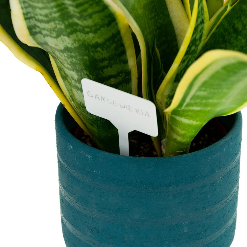 Gardenline Komplet 25 Tabliczek Do Opisywania Roślin 13,5X5,5Cm Z Ołówkiem Eva2734