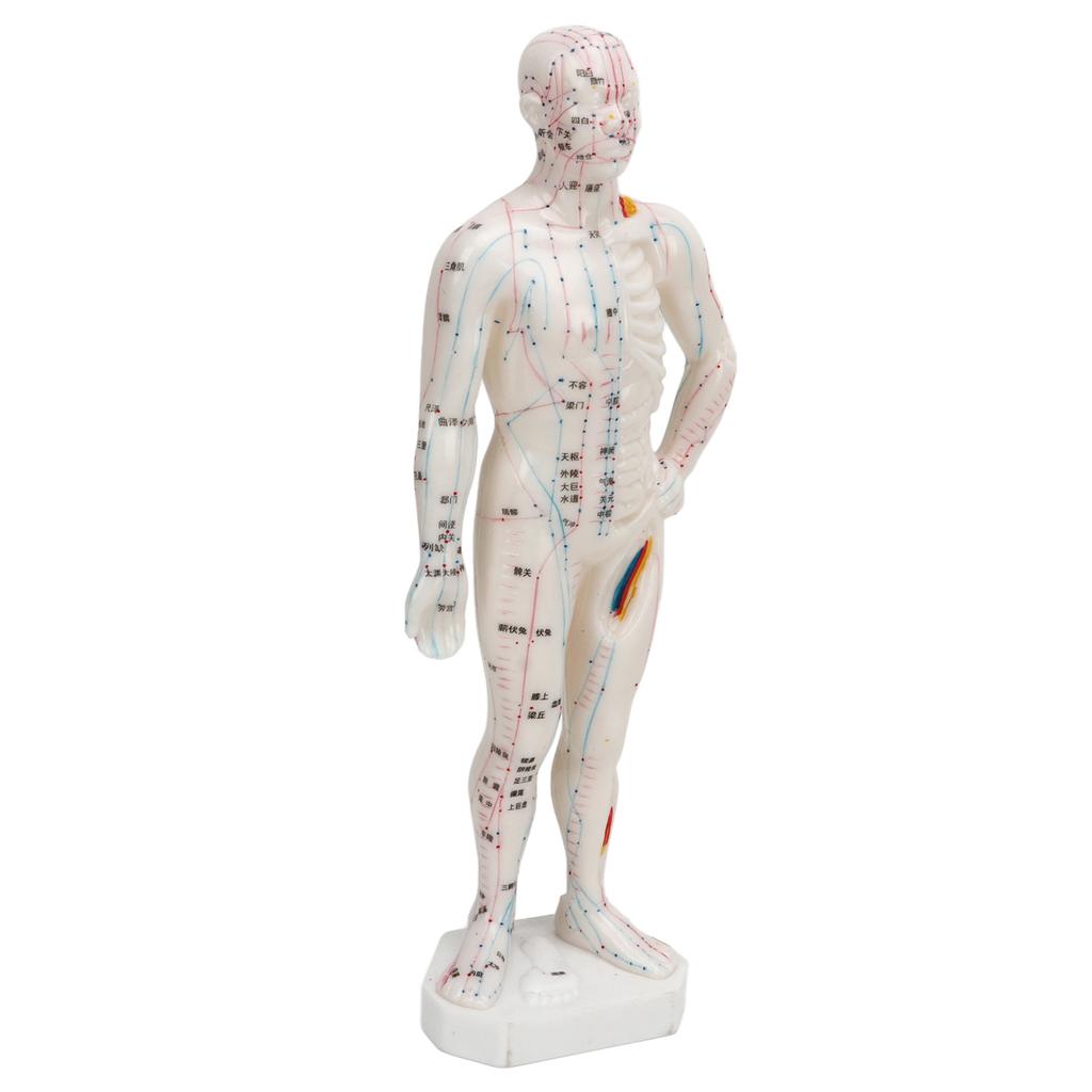Human Body Acupuncture Model Professional Portable Meridian Points Model for Science Class Education 10.2in