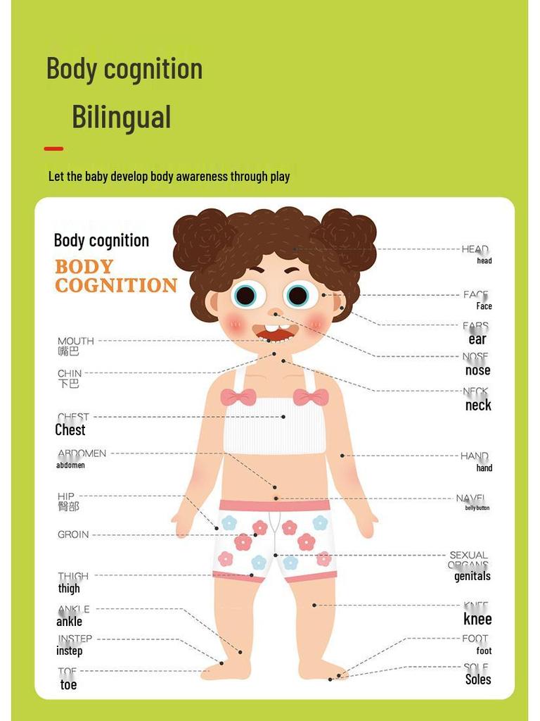 Magnetic Human Body Learning Book: Skeleton & Organs for Kids