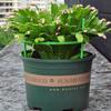 Tall Plastic Climbing Plant Stake For Gardens Durable Outdoor Plant Support Structure Adjustable Design