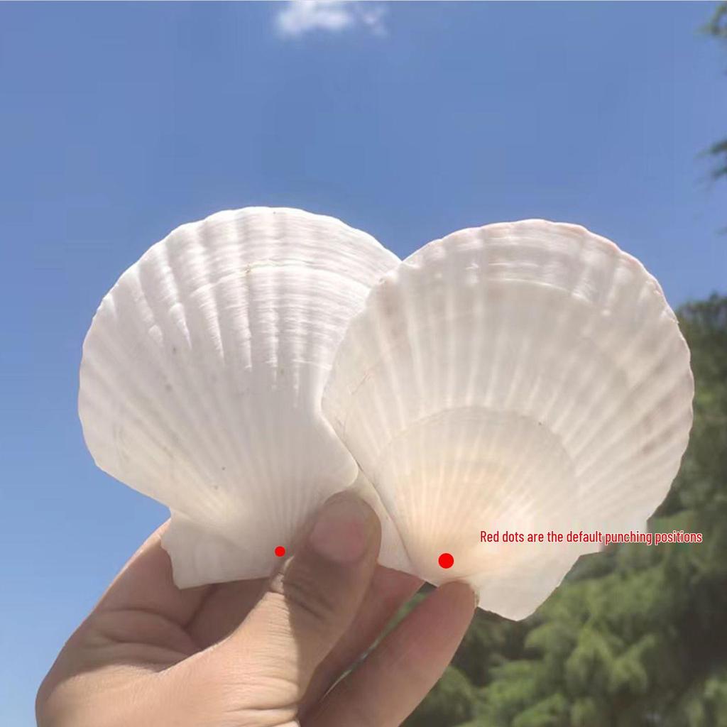 Natural Large Seashell Set for DIY Painting & Crafts - Small Scallop & Conch Shells
