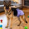 Washable Female Dog Diapers Breathable Dog Underwear Pet Sanitary Pants  Dog in Heat