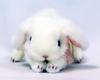 Yoshitoku Lop Ear Rabbit SWH