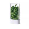Coriander and Scallion Hydroponic Preservation Box Garlic Herb Mint Garlic Asparagus Water Cultivation Refrigerator Storage Box
