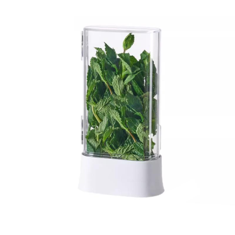 Coriander and Scallion Hydroponic Preservation Box Garlic Herb Mint Garlic Asparagus Water Cultivation Refrigerator Storage Box