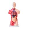 Human Body Model, 15 Parts 11 inch, Human Torso Anatomy Model Anatomical Skeleton Model with Removable Organs, Educational Teaching Tool for Students