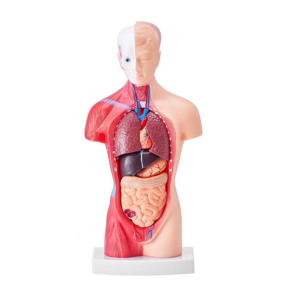 Human Body Model, 15 Parts 11 inch, Human Torso Anatomy Model Anatomical Skeleton Model with Removable Organs, Educational Teaching Tool for Students