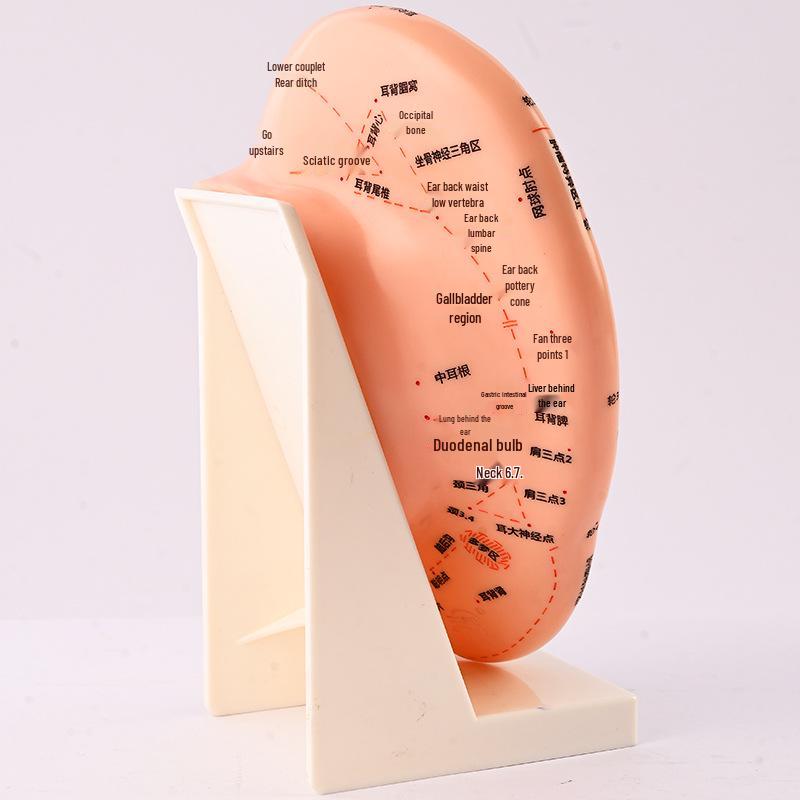 Ultra-Clear Extra Large Ear Acupuncture & Reflexology Model with Multi-Hole Acupoint Diagram