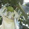 Garden Fruit Picker Metal Head Cloth Bag Apple Pear Peach Picking Catcher Tool