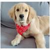 Pet Bandana Collar Scarf for Dogs Puppy & Cat Small Medium Large Dogs Adjustable Collars Red Blue Black Pink Stylish Dog Collar
