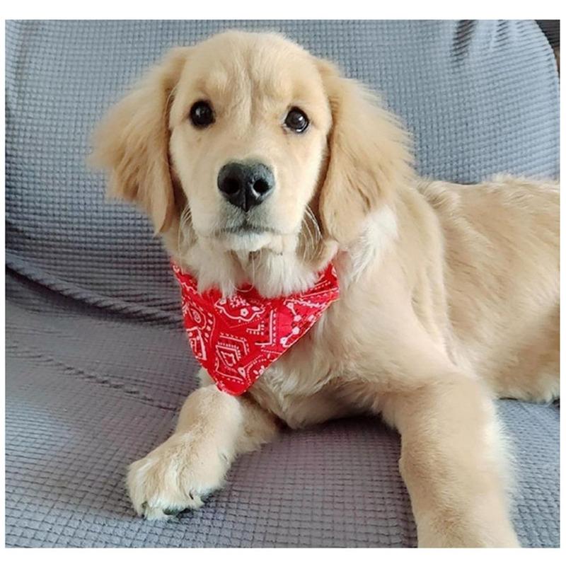 Pet Bandana Collar Scarf for Dogs Puppy & Cat Small Medium Large Dogs Adjustable Collars Red Blue Black Pink Stylish Dog Collar