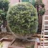 Orchard Anti-Bird Nylon Net for Cherry & Jaboticaba Trees - Sky Grape Protection