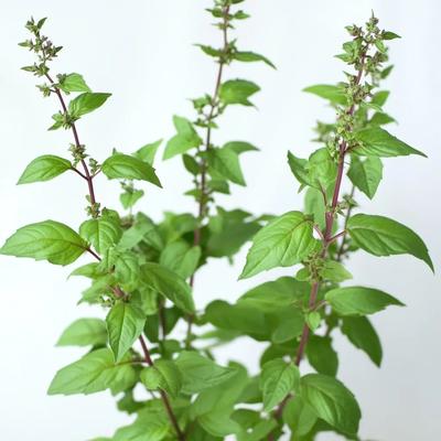 250 semi di basilico sacro Tulsi - Permacultura semiselvaggia