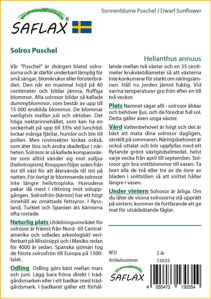 SAFLAX Cüce Ayçiçeği - 40 tohum - Helianthus annuus