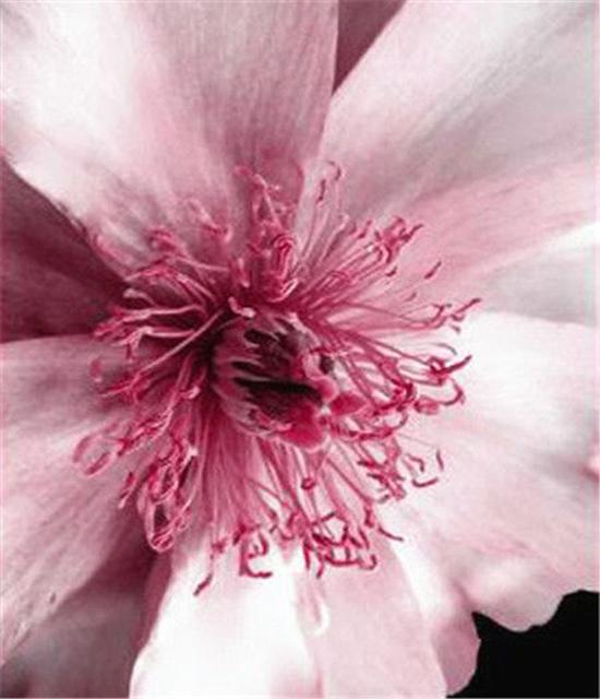 RUOPOTY DIY Frame Oil Painting By Numbers Flower Unique Gift On Canvas Wall Art Picture By Numbers For Living Room