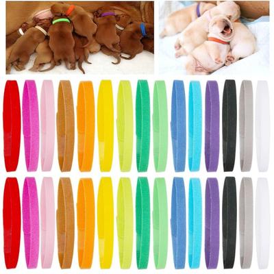 Köpek – Köpek Tasmaları ve Tasma Kayışları