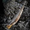 12CM/13G Luminous Shrimp Bait with Squid Jig Hook Realistic Bionic Artificial Lure Saltwater Freshwater Bass Walleye Trout Fishing Accessories