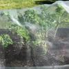 Breathable Plant Protection Netting Transparent Vegetable Mesh Cover Garden Insect Net  Fruit Tree