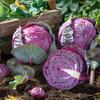 250 Red Cabbage Seeds - Semi-Wild Permaculture