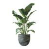 Green Plant Sticker Potted Plant Wall Sticker Home Shopping Mall Window Decoration Sticker Pvc Self-Adhesive Waterproof Customizable Pattern