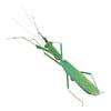 MagiDeal Artificial Lifelike Insects Model Cicada Figurines Home Garden Art Craft Decor DIY Tree Decor Kids Play Toy