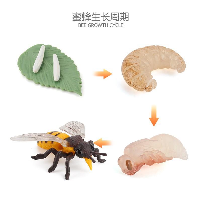 Life Cycle Board Montessori Kit Biology Science Education Toys For Kids Sensory Tray Animal Figure Life Cycle Sorting Wooden Toy
