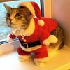Weihnachts-Katzenkostüme, lustige Weihnachtsmann-Kleidung für kleine Katzen, Hunde, Weihnachten, Neujahr, Haustier-Katzenkleidung, Winter-Kitty-Kätzchen-Outfits