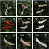 Realistic Simulated White Bird Pendant Artificial Christmas Tree Decoration  Holiday Festival Decor