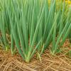 150 Seeds of Ishikura Leek Onion (Allium Fistulosum)