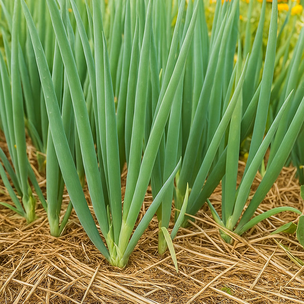150 Seeds of Ishikura Leek Onion (Allium Fistulosum)