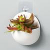 Modern Indoor & Outdoor Round Wall Planters Plastic Bonsai Wall-Hanging Flower Pots, Plant Stand Wall-Mounted Plant Holders